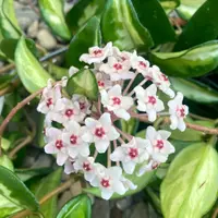 Hoya carnosa 'Tricolor' blooms
