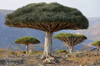 Dracaena draco trees