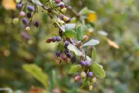 common serviceberry (Amelanchier arborea) plant