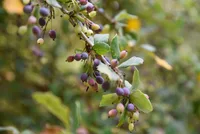 common serviceberry (Amelanchier arborea) plant