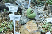 Conophytum bilobum