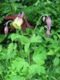 Oriental columbine