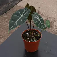 Alocasia longiloba (Alocasia longiloba) plant
