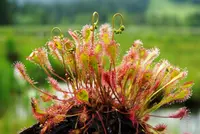 Drosera × obovata