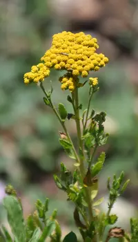 sweet-Nancy (Achillea ageratum) plant