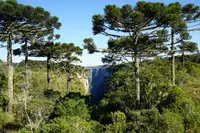 Paraná-pine