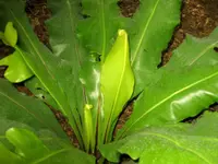 Bird's nest ferns (Asplenium nidus) plant