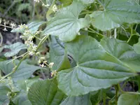 Black Bryony (Dioscorea communis) plant