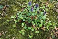 Bugleweed