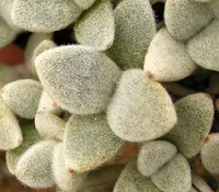 Kalanchoe eriophylla