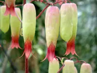 Kalanchoe pinnata blooms