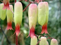 Kalanchoe pinnata blooms