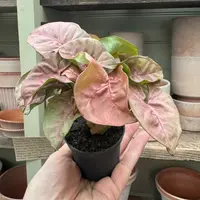 Arrowhead Vine