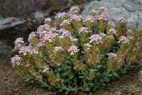 Aethionema thomasianum plant