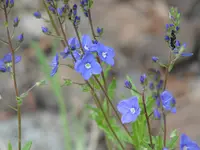 Veronica krylovii