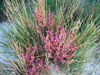 Joint Pine (Ephedra fragilis) plant