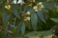 Cider gum