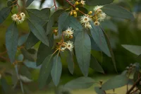 Cider gum