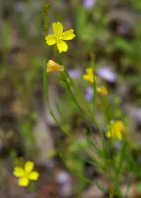 threadleaf evening primrose (Oenothera linifolia) plant