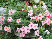 Brazilian jasmine