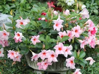Brazilian jasmine