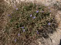 Spiny Chicory
