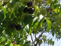 rainforest plum (Eugenia candolleana) plant