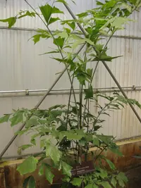 Caryota maxima