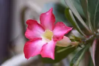 Catharanthus roseus flowers