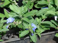 Brazilian dwarf morning-glory (Evolvulus glomeratus) plant