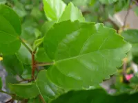 Hibiscus leaves