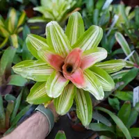 Neoregelia carolinae var. tricolor (Neoregelia carolinae var. tricolor) plant