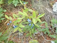 lowbush blueberry (Vaccinium angustifolium) plant