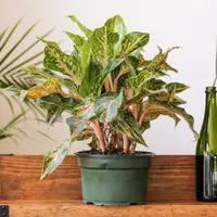 Chinese Evergreen