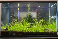 Sagittaria subulata