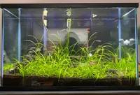 Sagittaria subulata