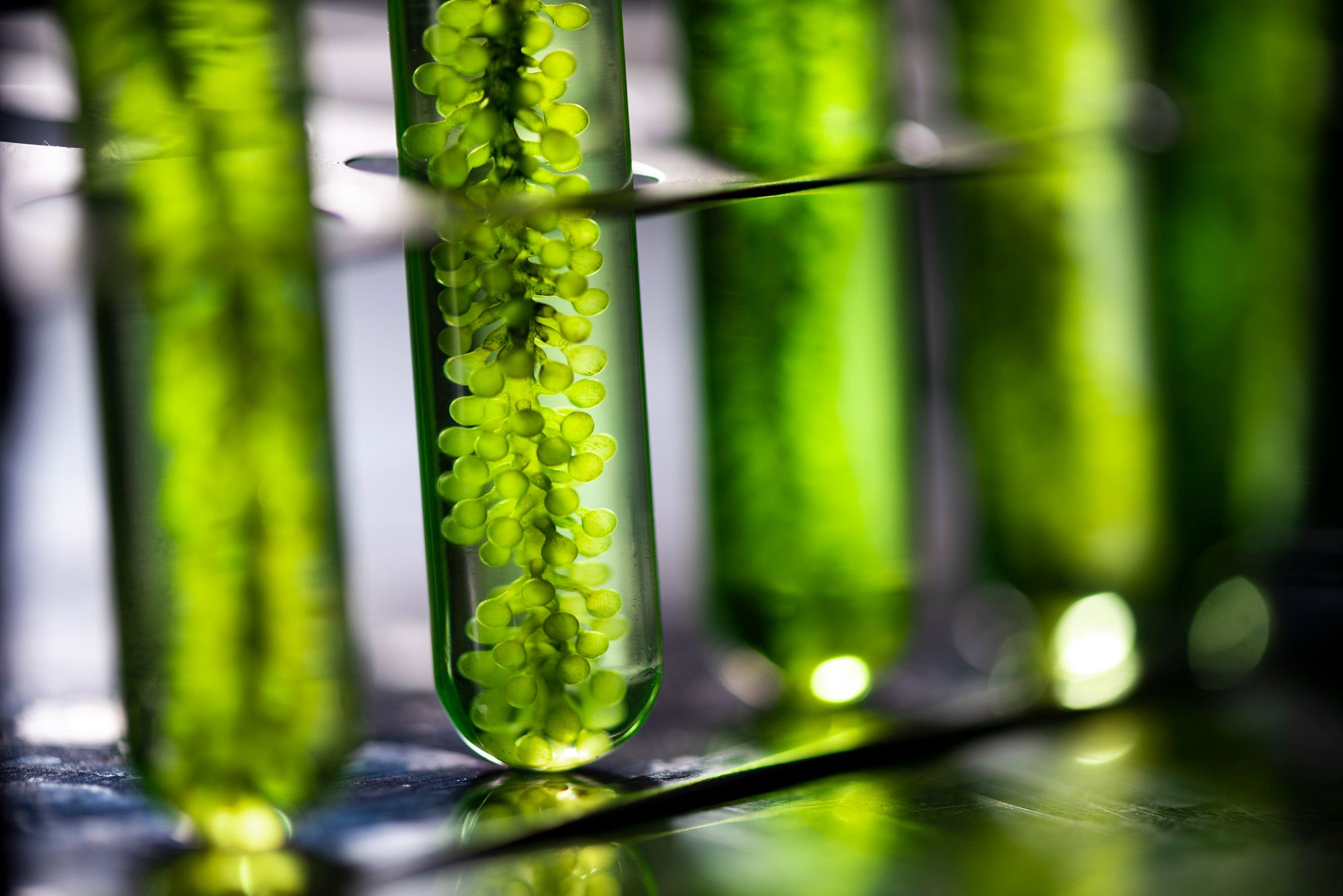 Why Microalgae Could Work