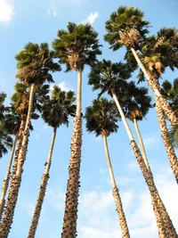 Mexican fan palm (Washingtonia robusta) plant