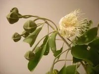 Bumble Tree