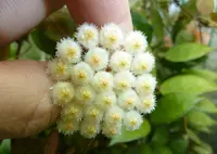 Hoya lacunosa 'Royal Flush' flowers