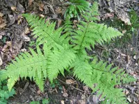 Lady-fern (Athyrium filix-femina) plant