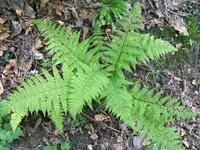 Lady-fern