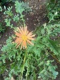 Gerbera daisy photo by a Botan App user