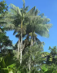Amazon açaí