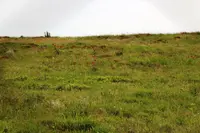 Ecklon's aloe (Aloe ecklonis) plant