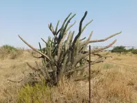 Cereus aethiops