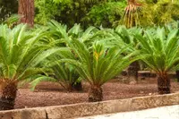Sago palm