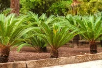 Sago palm