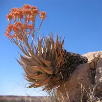 Sand Aloe