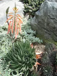 Lace aloe